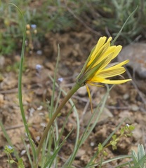 Tragopogon pusillus