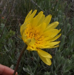 Tragopogon pusillus