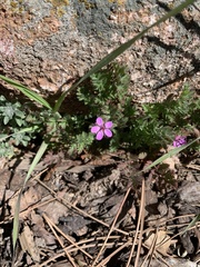 Erodium cicutarium