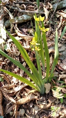 Trimezia steyermarkii