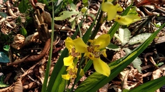 Trimezia steyermarkii
