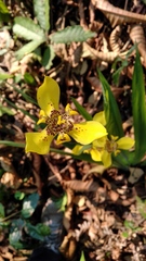 Trimezia steyermarkii