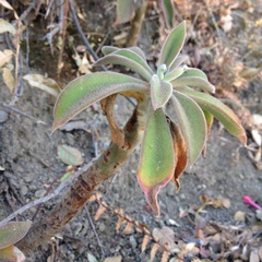 Echeveria coccinea