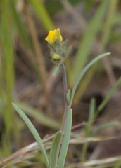 Linaria simplex