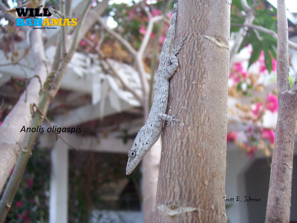 West Indies Anole from Nassau, The Bahamas on November 12, 2007 at 02: ...