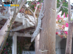 Anolis oligaspis