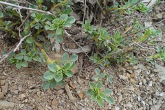 Medicago cretacea