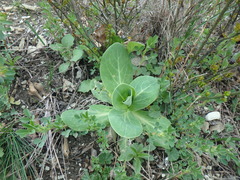 Hylotelephium caucasicum