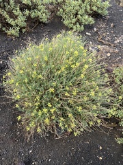 Cymopterus petraeus