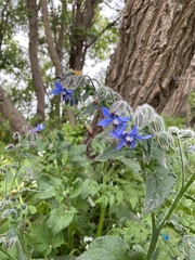 Borago
