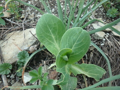 Hylotelephium caucasicum