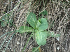 Hylotelephium caucasicum