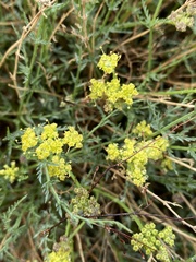 Cymopterus petraeus