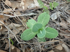 Hylotelephium caucasicum