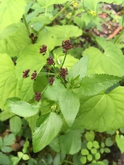 Thaspium trifoliatum