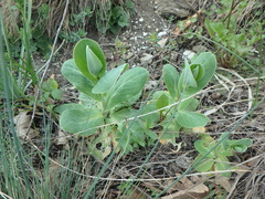 Hylotelephium caucasicum