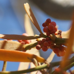 Phoradendron carneum