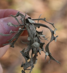 Ramalina leptocarpha