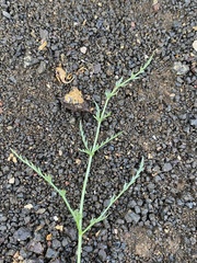 Cymopterus petraeus