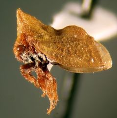 Multareoides bifurcatus