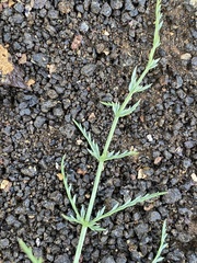 Cymopterus petraeus