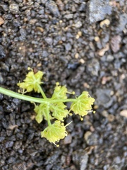 Cymopterus petraeus