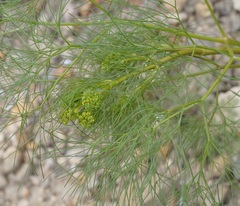 Prangos trifida