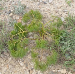 Prangos trifida