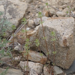 Galium verticillatum