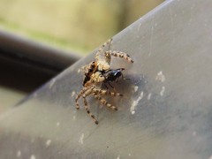 Menemerus bivittatus