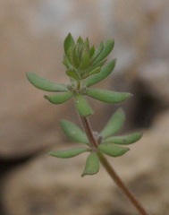Galium verticillatum