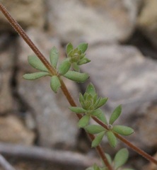 Galium verticillatum