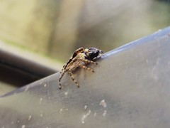 Menemerus bivittatus