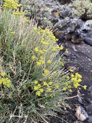 Cymopterus petraeus