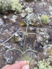 Cymopterus petraeus
