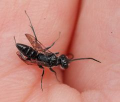 Dolichurus