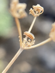 Cymopterus petraeus