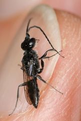 Dolichurus
