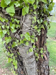 Hedera helix