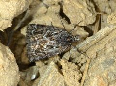 Tauroscopa trapezitis