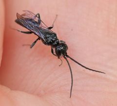 Dolichurus