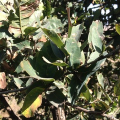 Quercus glaucoides