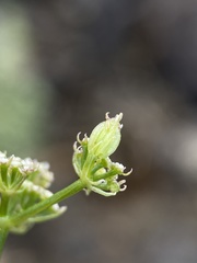 Cymopterus petraeus