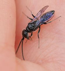Dolichurus