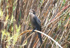 Microcarbo africanus pictilis