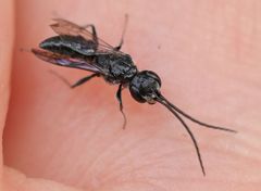 Dolichurus