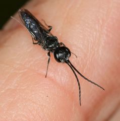 Dolichurus