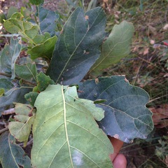 Quercus glaucoides