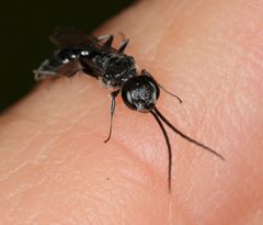 Dolichurus