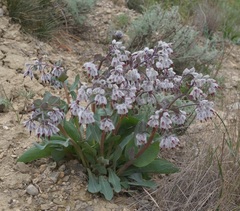Rindera tetraspis
